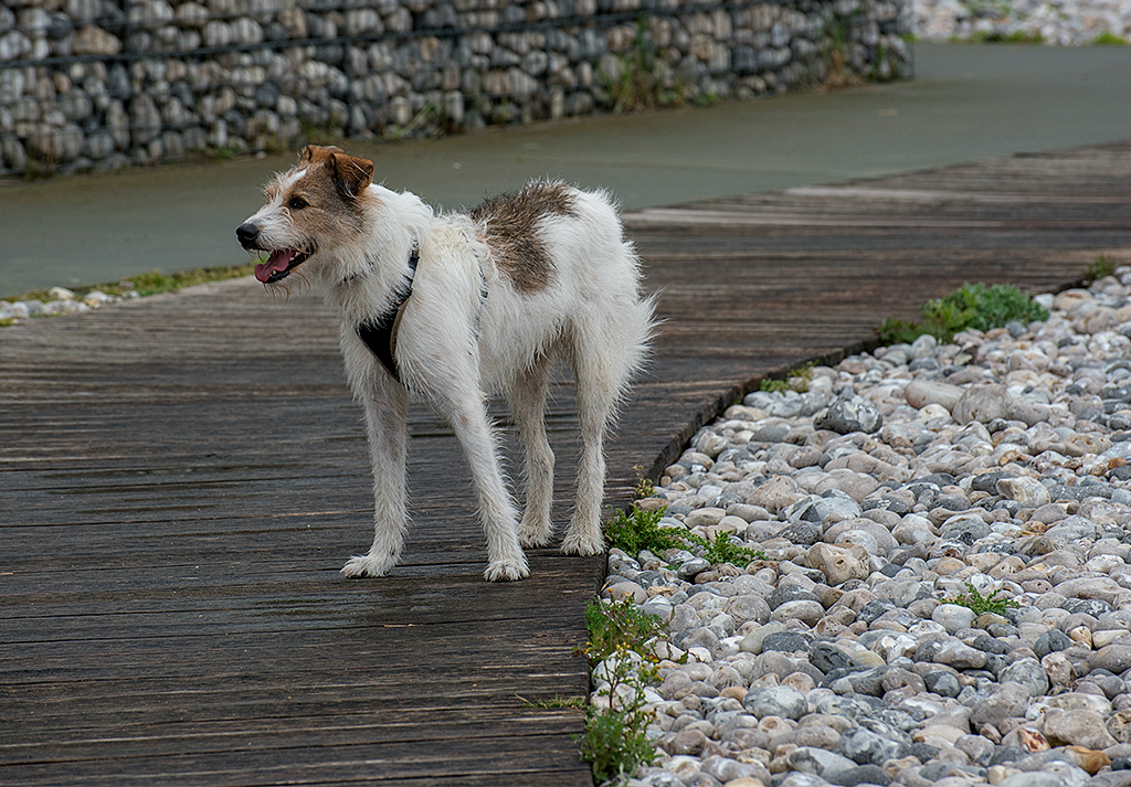 Normandie 05 - 2016_KA79388-1 Kopie.jpg - Felix hält auch Ausschau nach Sandsträndenm, leider gibt es nur noch die ollen dicken Kieselsteine